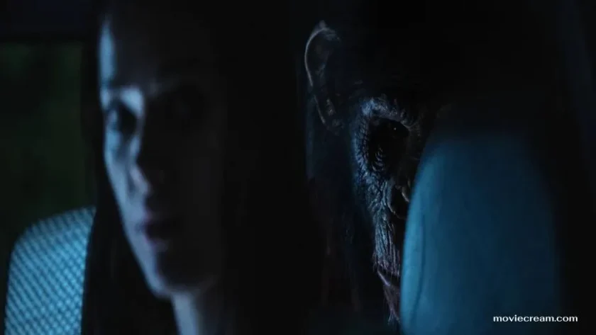 Primate